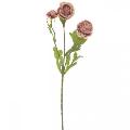 Pettie Ranunculus Spray Rose