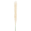 Single Stem Pampas Spray