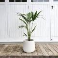 Green Leaf Ornamental Plant In White Pot