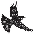 Black Metal Tui In Flight