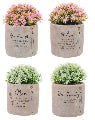 Wild Meadow Message Pot Plant