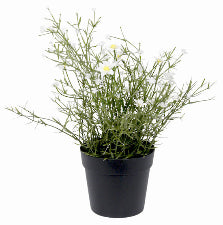 Daisy Potted Bush