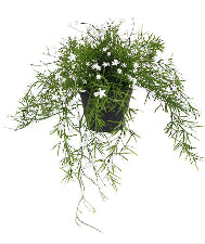 Babies Breath Trailing Potted White