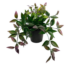 Wandering Dew Potted Plant Green/Purple