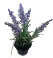 Purple Lavender potted In tin