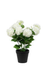 Snowball Potted Off White 40cm