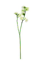 Sweet Pea Cream 40cm