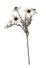 Echinacea Spray White 50cm