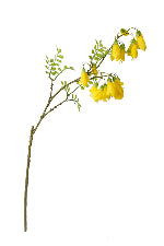 Kowhai Spray 87cm