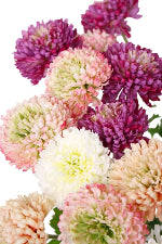 Zinna Spray Beauty 46cm