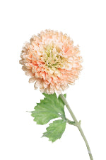 Zinna Spray Peach 46cm