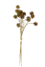 Sweet Chestnut Pod Bundle x3 Brown
