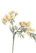 Daisy Spray Cream 89cm