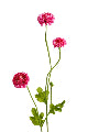 Artificial Pompom Spray Beauty Dark Pink 59cm
