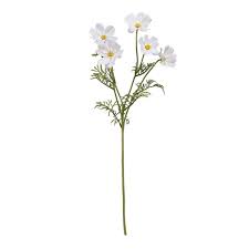 Cosmos Spray Cream 62cm