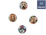 Dog Magnet