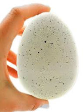 Growing Jumbo Lizard Egg