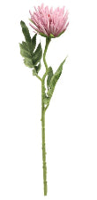 Chrysanthemum Stem 48cm