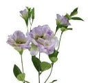 Lisianthus Spray - Assorted