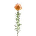 Native Leucospermum Orange