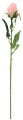 ROSE SIENA BUD 60CMST