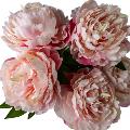 Stem of 5 Peonies Pink