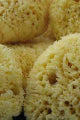Sea Sponge Medium