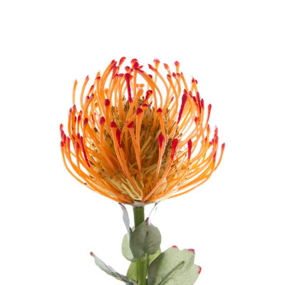 Native Leucospermum Orange