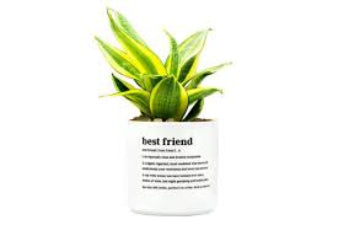 Defined Planter Medium Best Friend