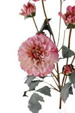 Pompom Dahlia Bundle x3 Pink