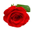 Artifical Rose 65cm