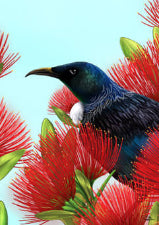 Sophie Blokker Rimu Veneer Gift Box Peeping Tui Pohutukawa