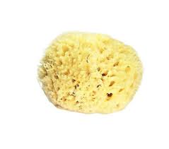 Sea Sponge Large