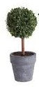 Mini Topiary Tree in pot